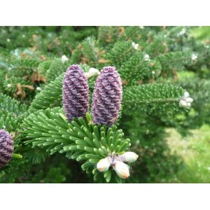 Jedľa kórejská (Abies koreana) - výška 20-30 cm, kont. C2L